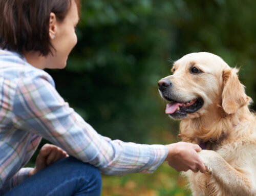 How to Choose Pet Cremation Services: Everything You Need to Know