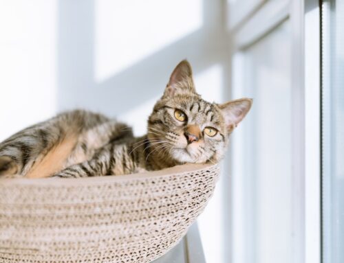 What to Do With the Ashes After Pet Cremation