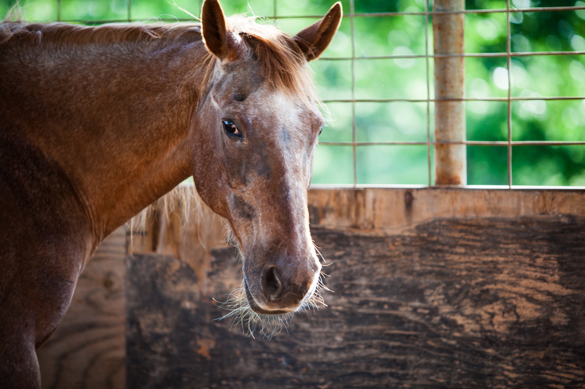 how-long-do-horses-live